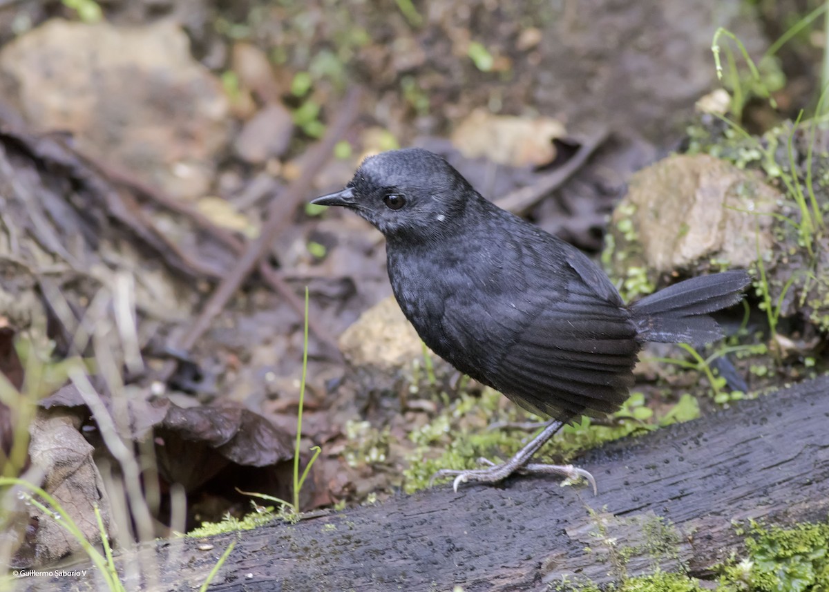 Silvery-fronted Tapaculo - ML100471481