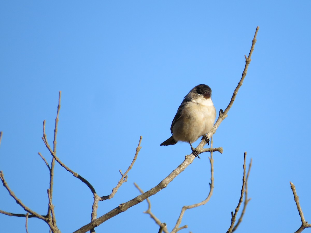 Pearly-bellied Seedeater - ML100476961