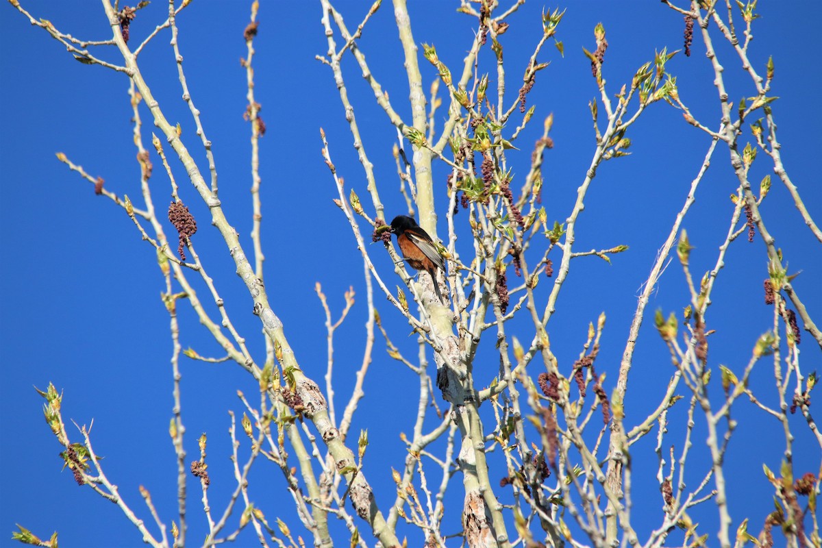 Orchard Oriole - ML100478751