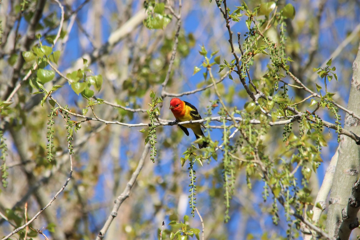 Western Tanager - ML100478951