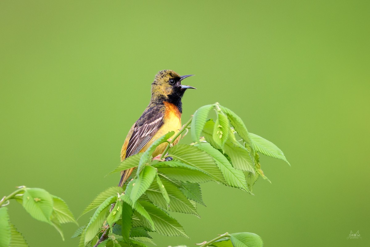 Orchard Oriole - ML100478971