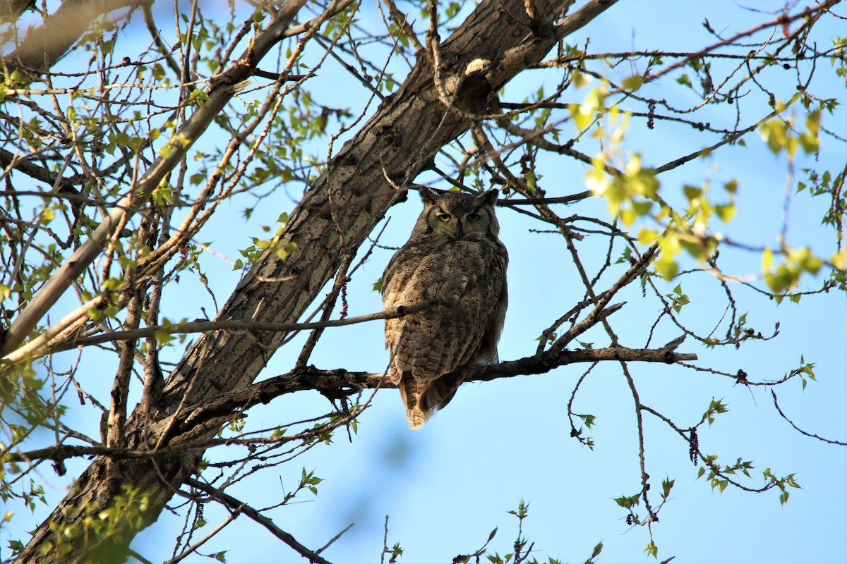 Great Horned Owl - ML100479051