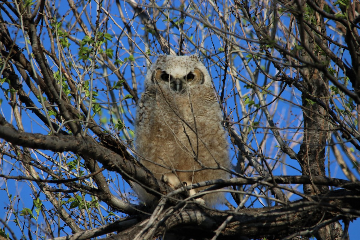 Great Horned Owl - ML100479311