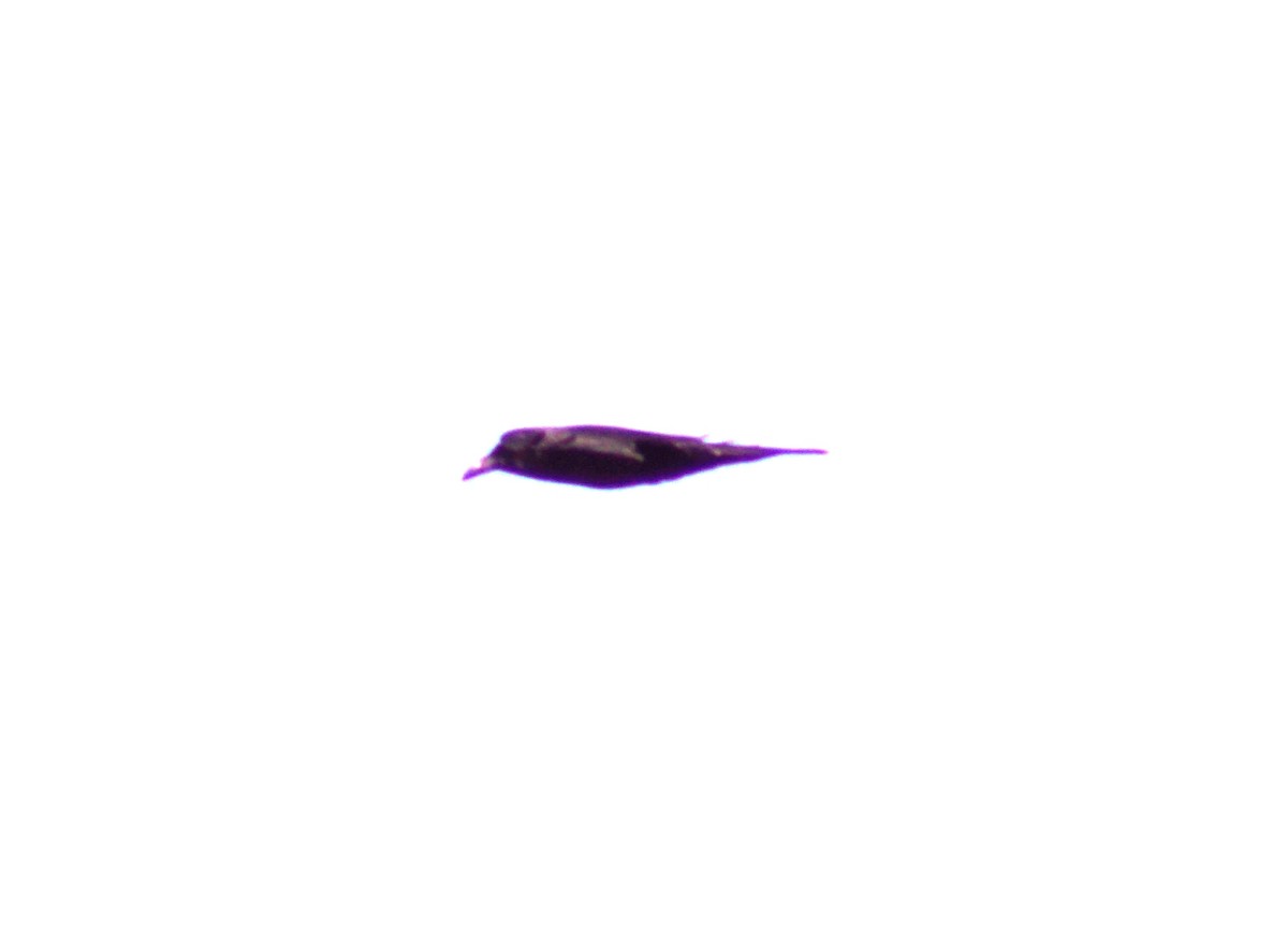 Chihuahuan Raven - ML100479461