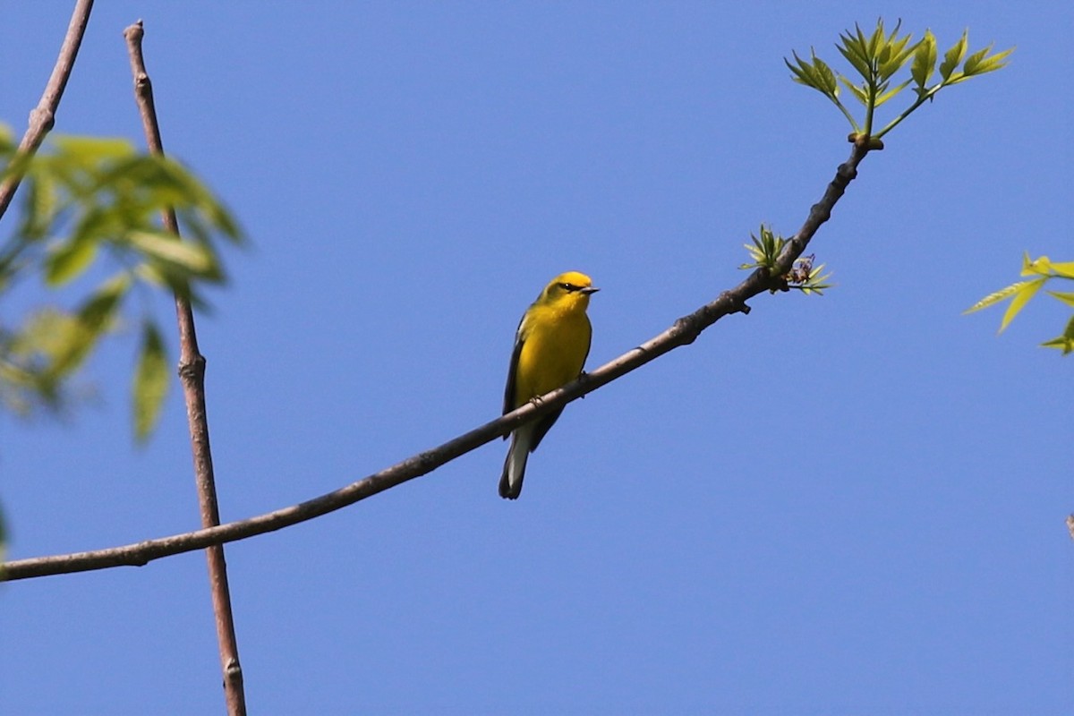 Blue-winged Warbler - Eric Gustafson