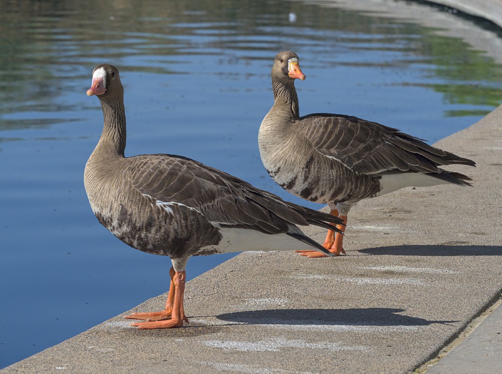 Greater White-fronted Goose - ML100482571