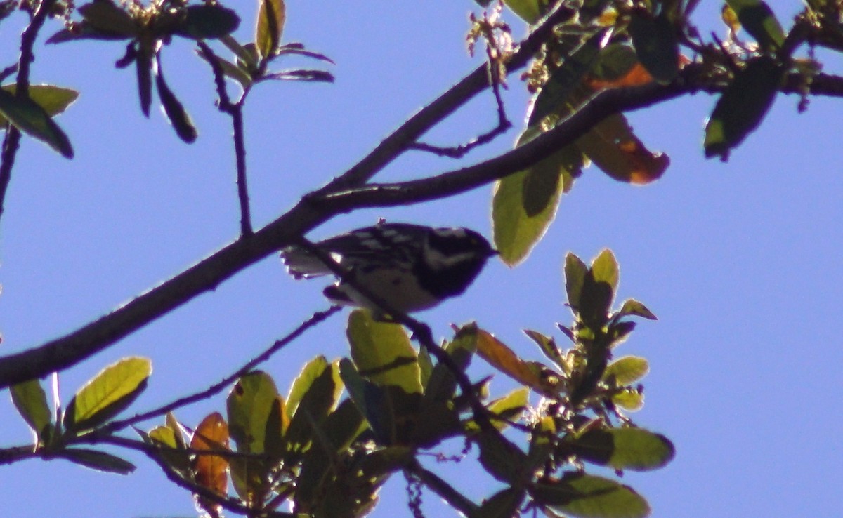 Black-throated Gray Warbler - Peter Kavouras