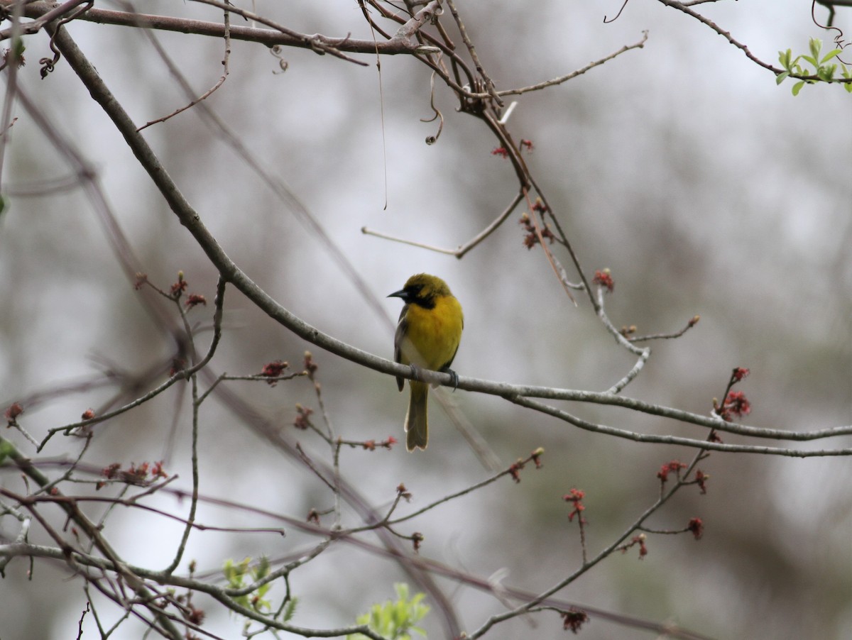 Orchard Oriole - ML100486091