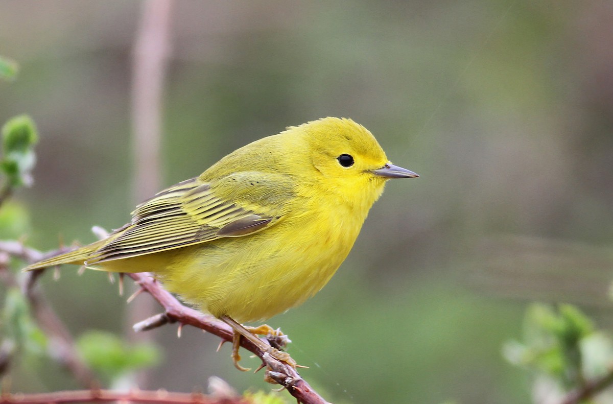 Yellow Warbler (Northern) - Andy Eckerson