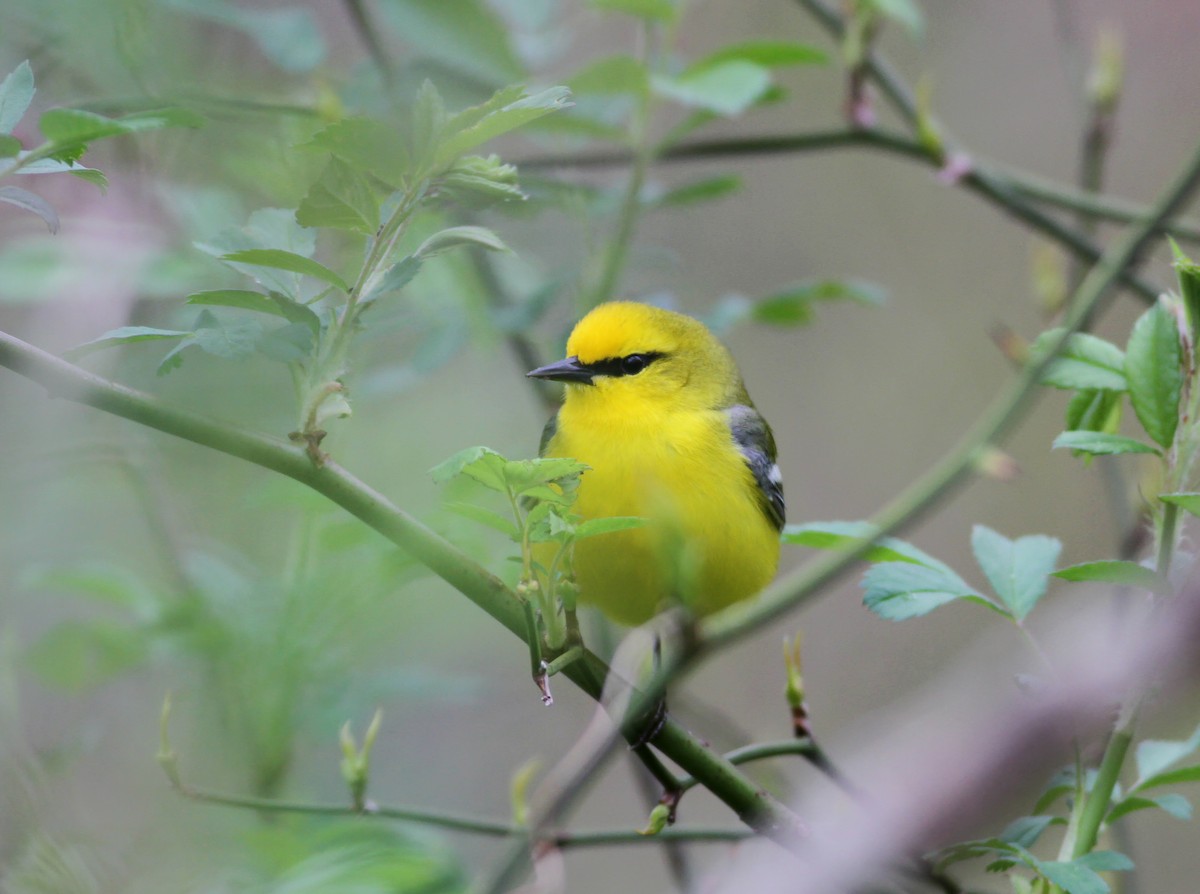 Blue-winged Warbler - Andy Eckerson