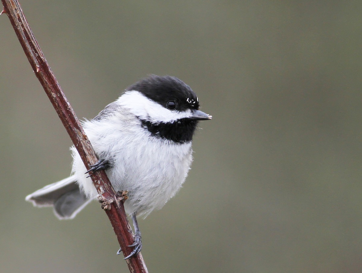Black-capped Chickadee - Andy Eckerson