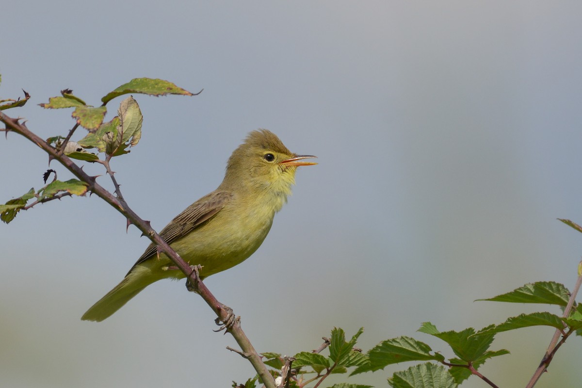 Melodious Warbler - ML100488051
