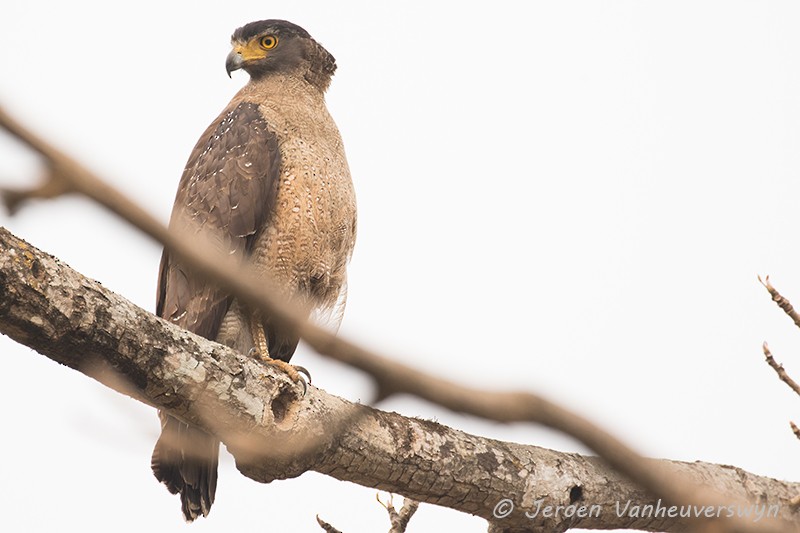 Crested Serpent-Eagle - ML100489911