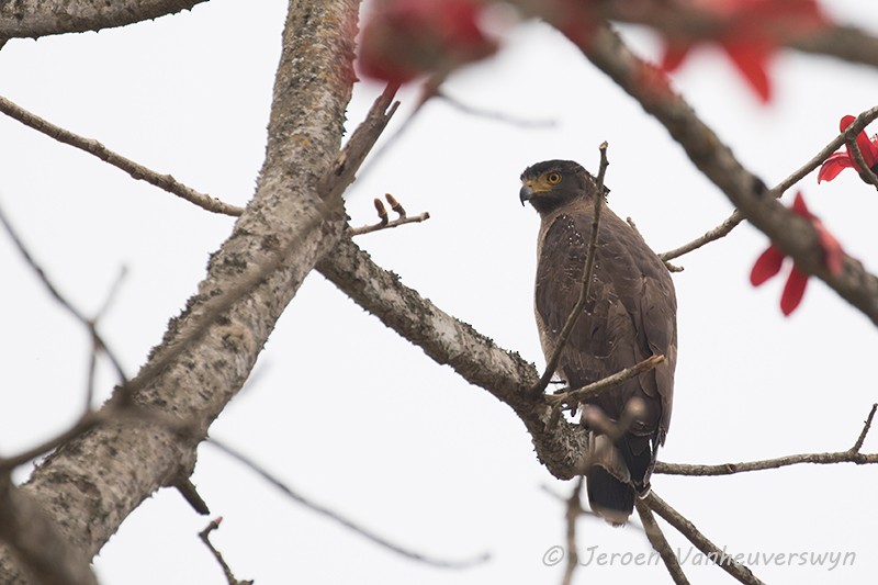 Crested Serpent-Eagle - ML100489921