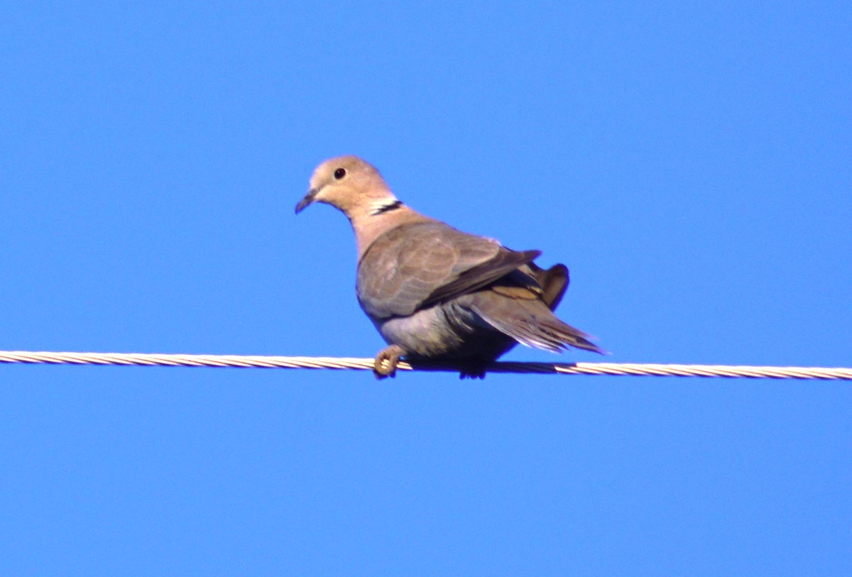 Eurasian Collared-Dove - ML100491561