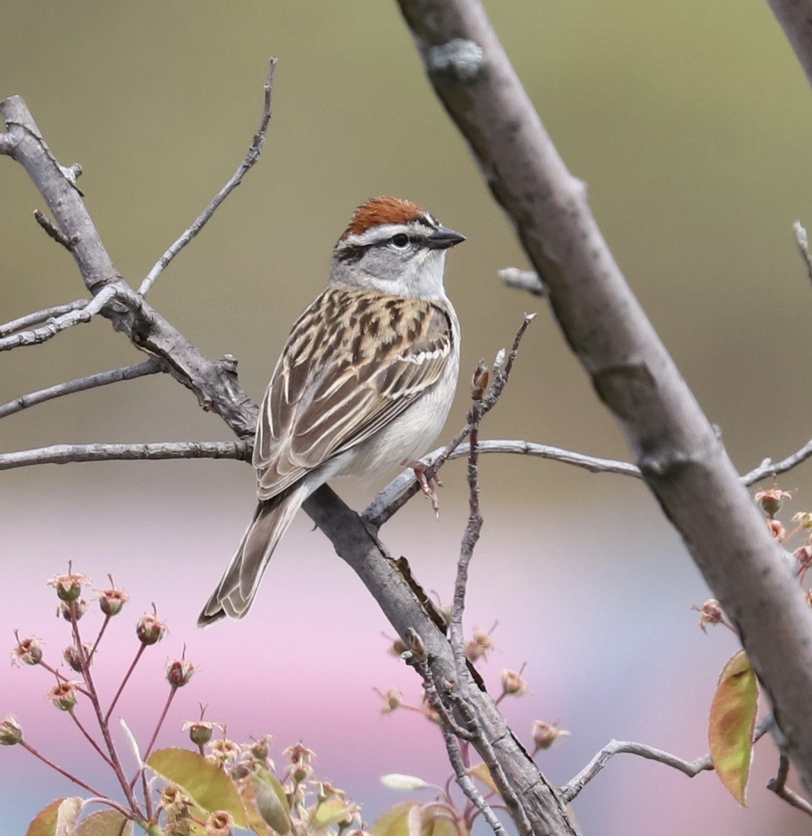 Chipping Sparrow - ML100494341
