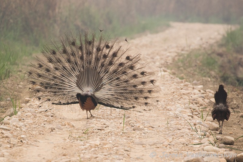 Indian Peafowl - ML100495151