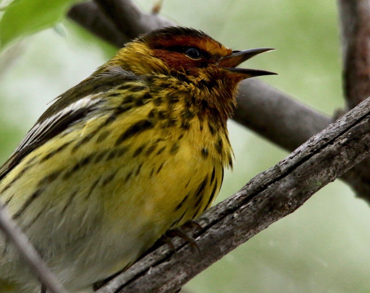Cape May Warbler - ML100498781