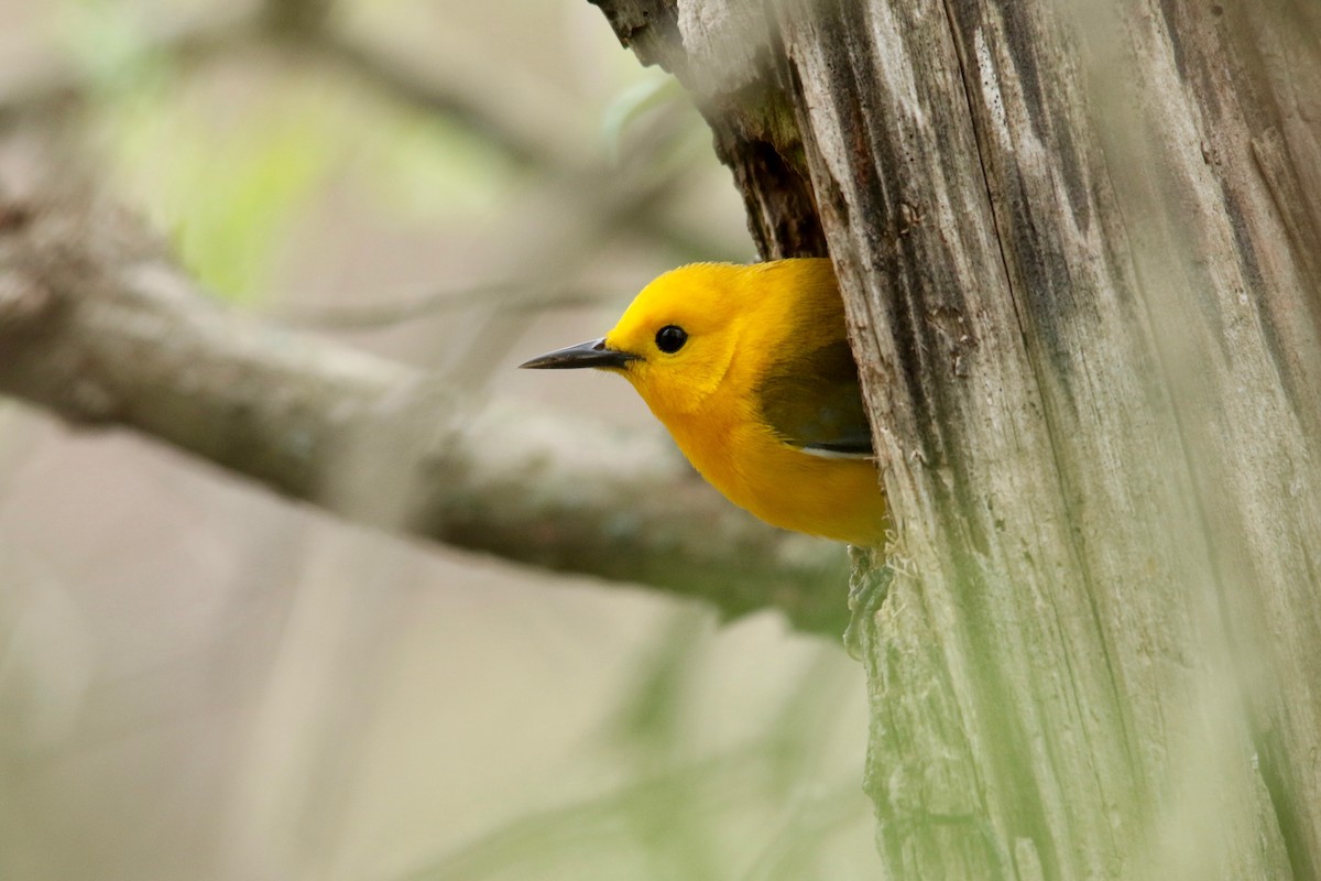 Prothonotary Warbler - ML100498821