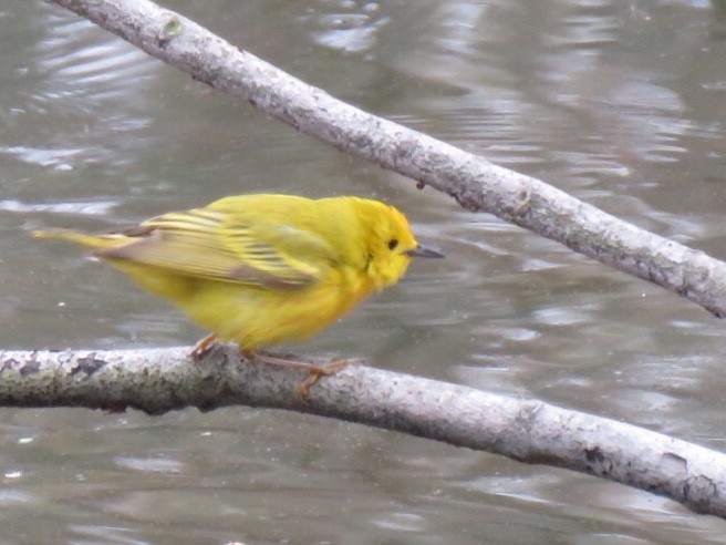 Yellow Warbler (Northern) - Kathleen Ward