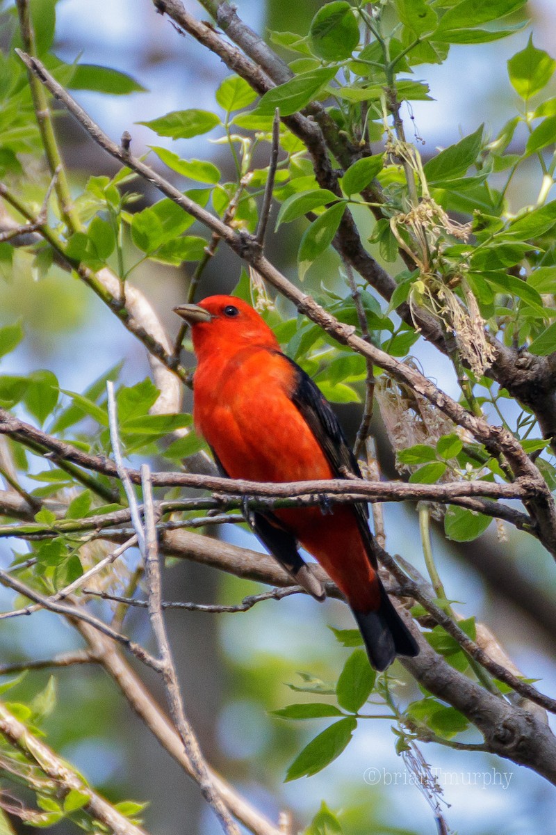 Scarlet Tanager - ML100502521
