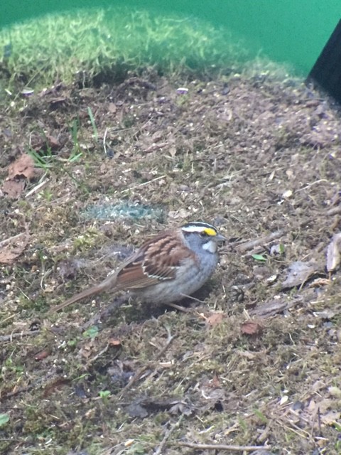 White-throated Sparrow - ML100502981