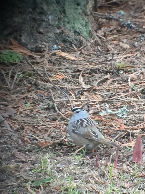 White-crowned Sparrow - ML100503581