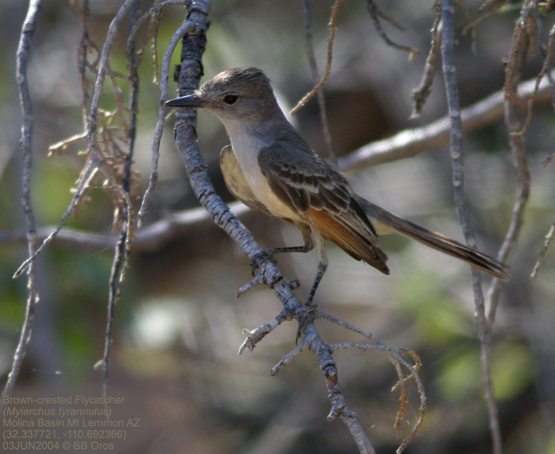 Brown-crested Flycatcher - BB Oros