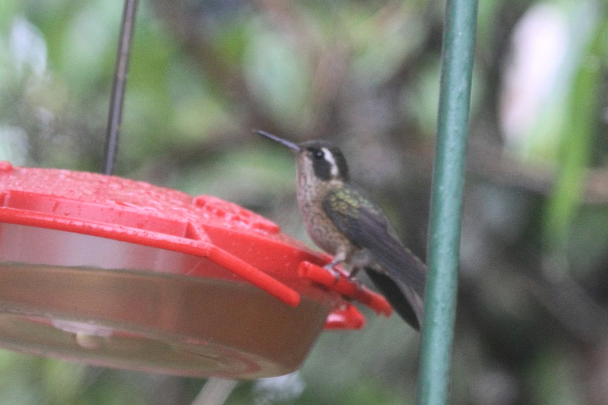 Speckled Hummingbird - ML100507621