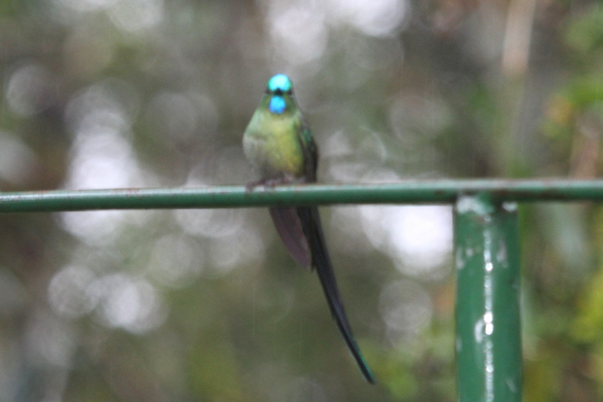 Long-tailed Sylph - ML100509191