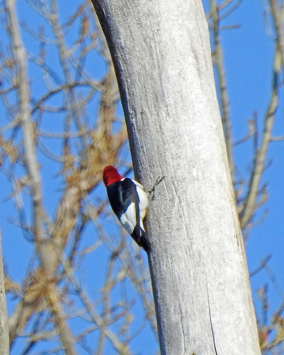 Red-headed Woodpecker - Karen Zeleznik