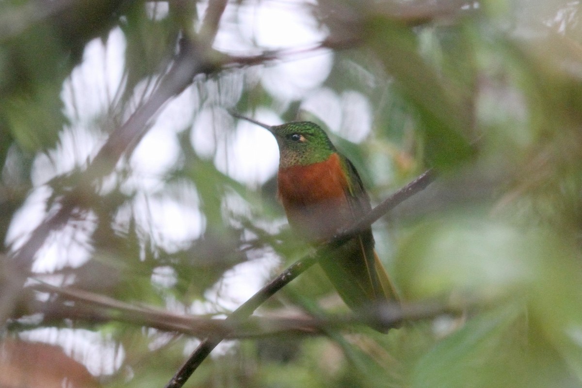 kolibřík peruánský - ML100509391