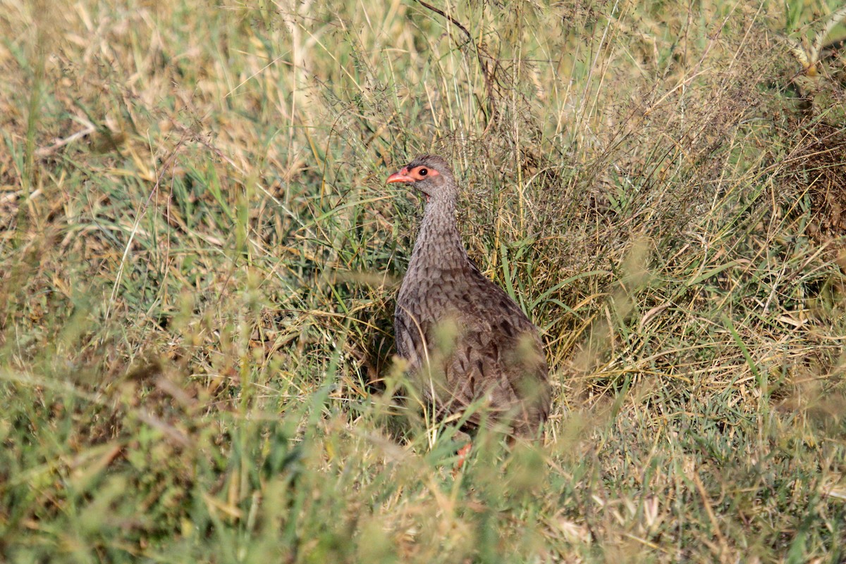Red-necked Spurfowl (Cranch's) - ML100512591
