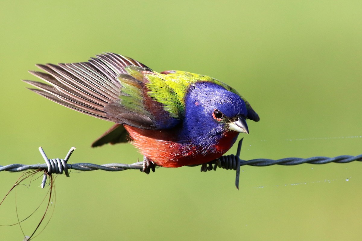 Painted Bunting - ML100512941