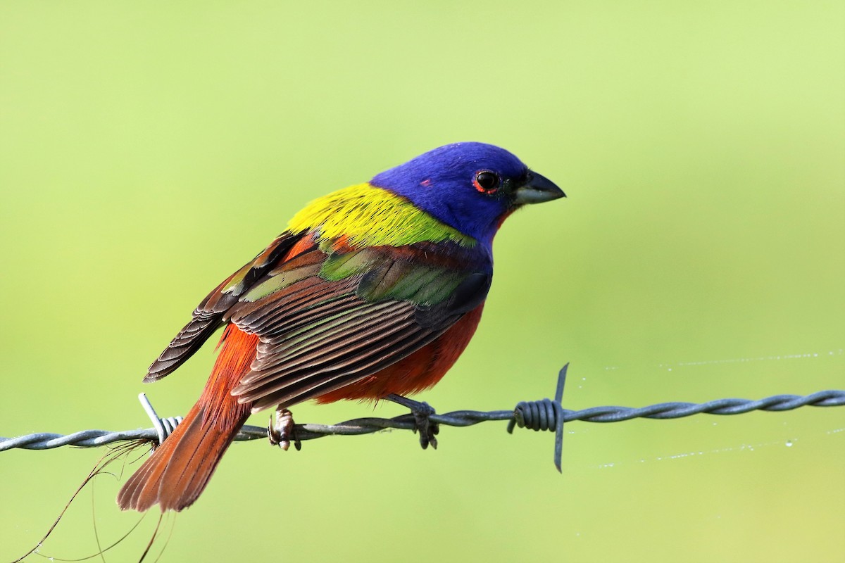 Painted Bunting - ML100512971