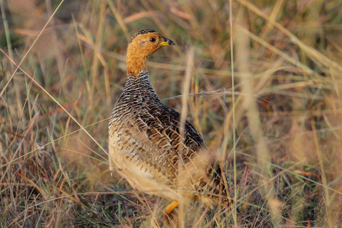 Coqui Francolin (Plain-breasted) - Tommy Pedersen