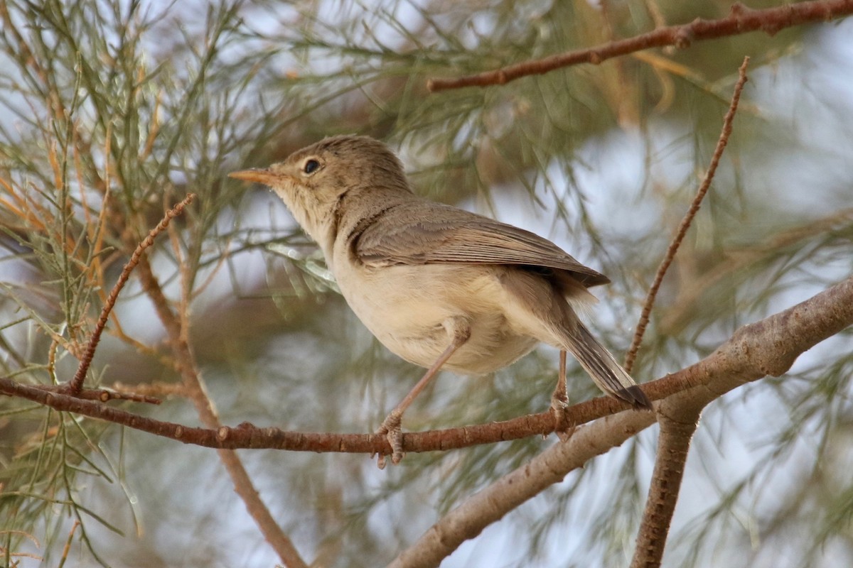 Eastern Olivaceous Warbler - Gil Ewing