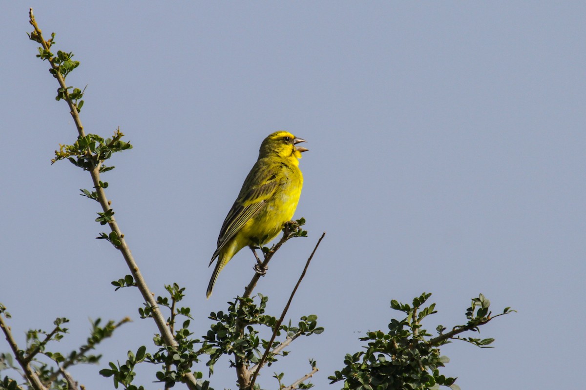Yellow-fronted Canary - ML100514761