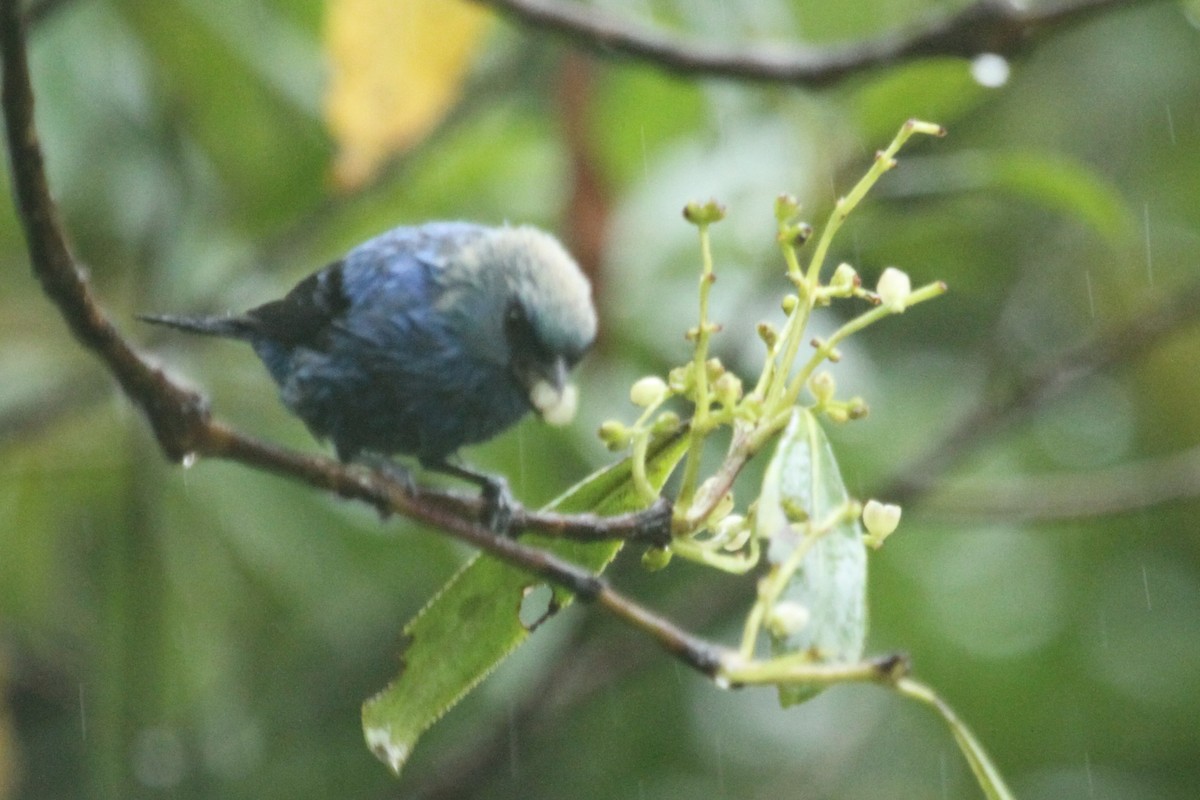 Blue-and-black Tanager - ML100515491