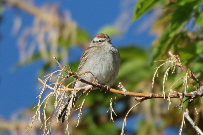 Chipping Sparrow - Margaret Sloan