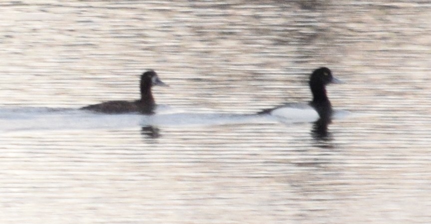 Greater Scaup - ML100517371