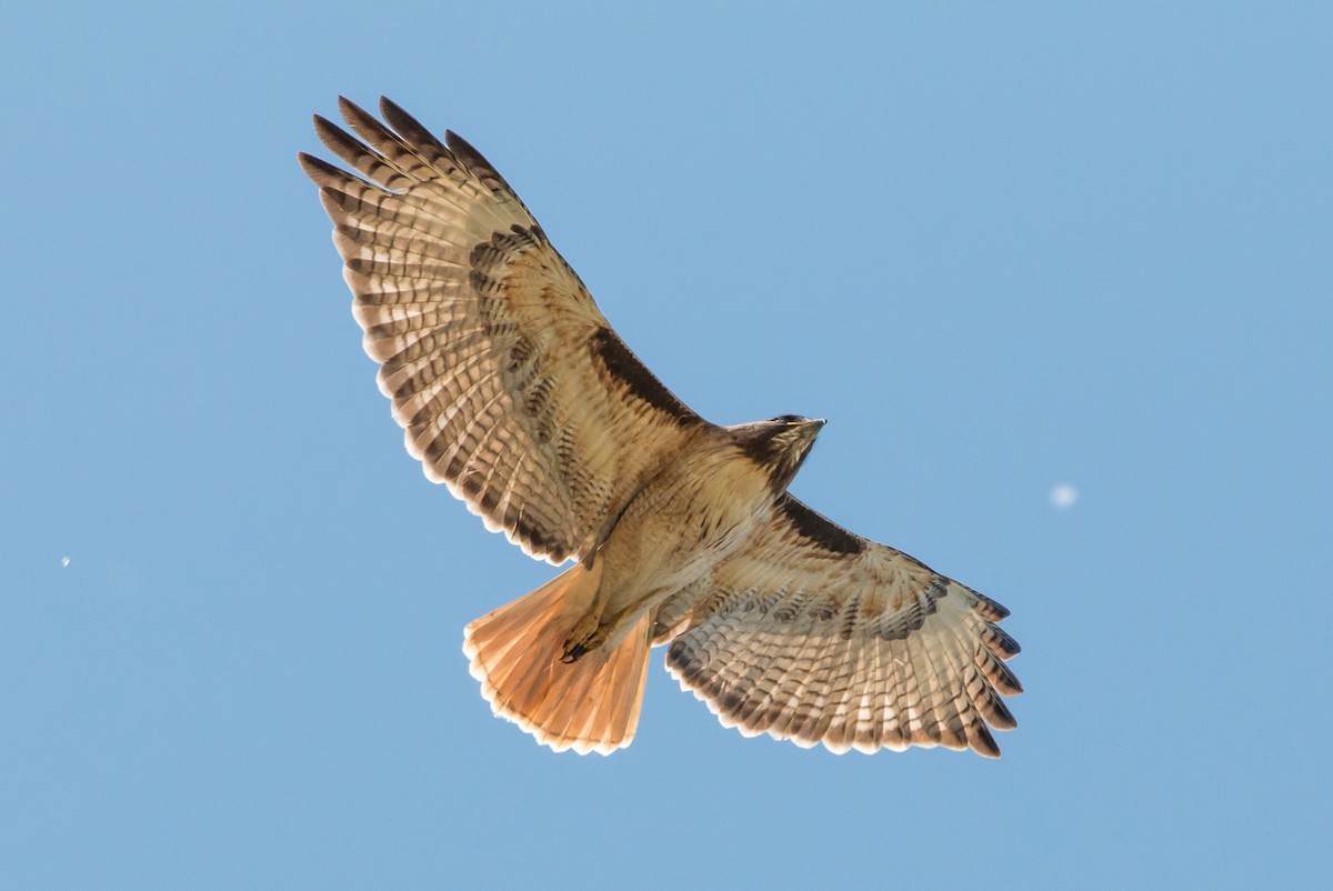 Red-tailed Hawk - David Coates
