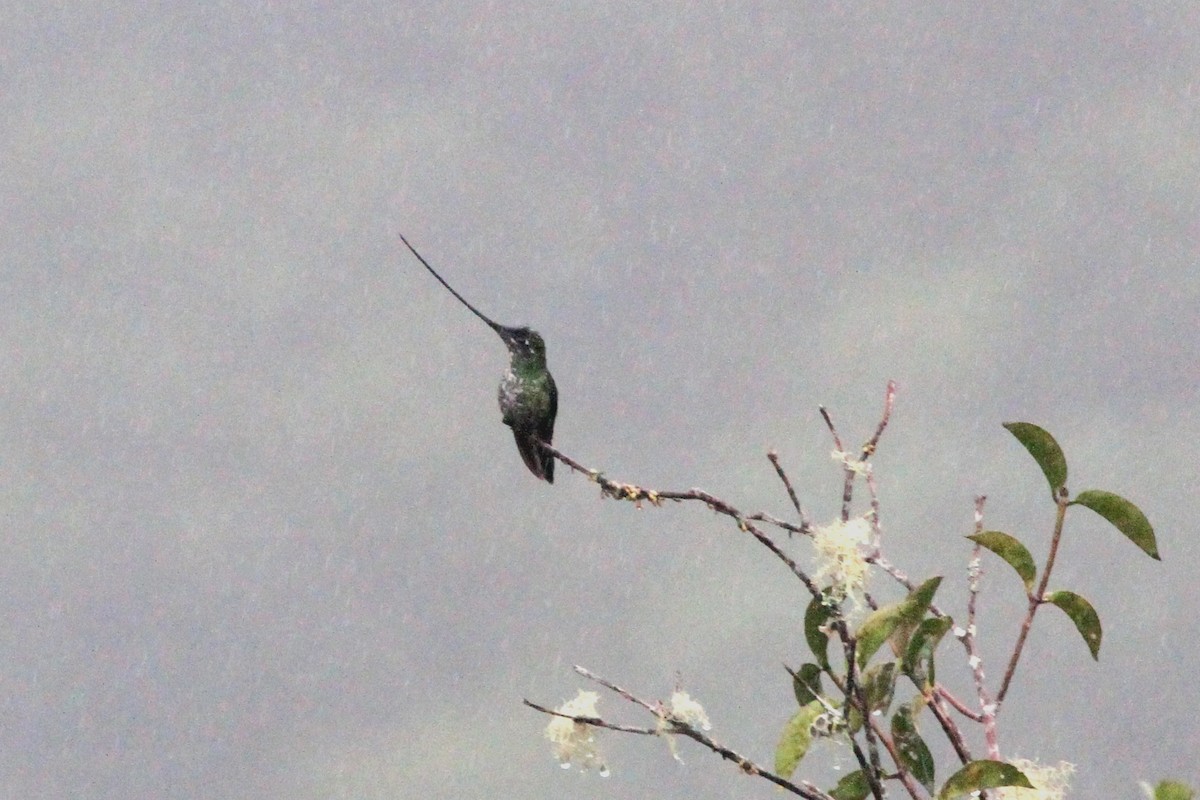 Sword-billed Hummingbird - Stephen Gast