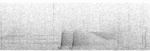 Дивоптах-шилодзьоб чорний - ML100522