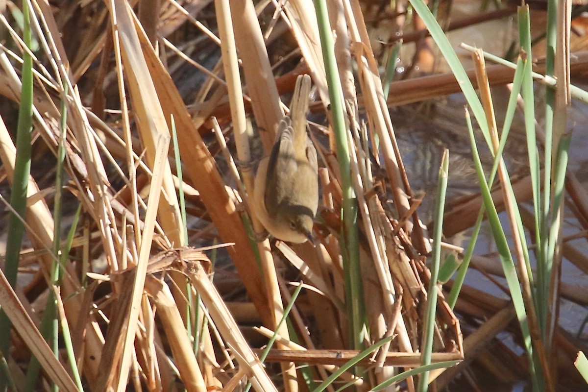 Common Reed Warbler - Gil Ewing
