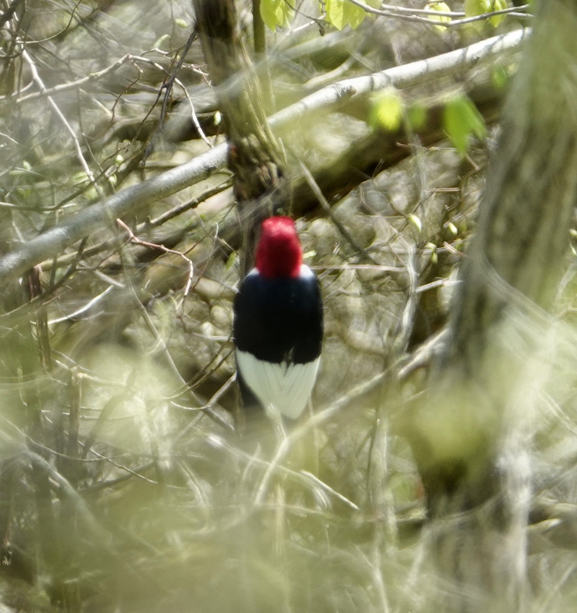 Red-headed Woodpecker - Graham Rice