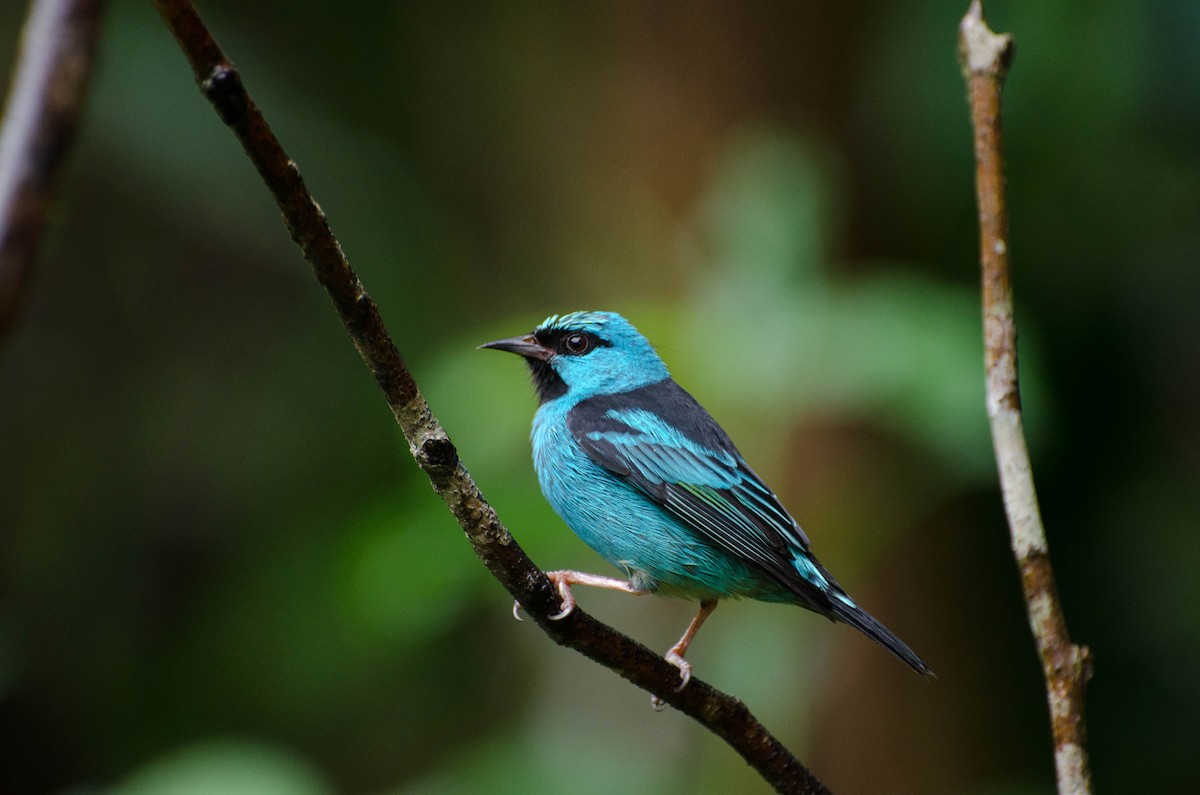 Blue Dacnis - Marcos Eugênio Birding Guide