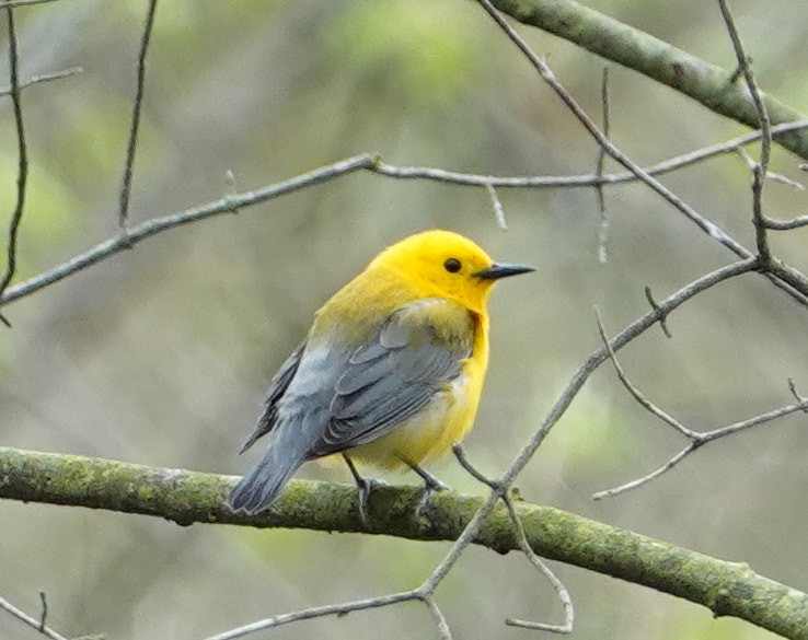 Prothonotary Warbler - Graham Rice