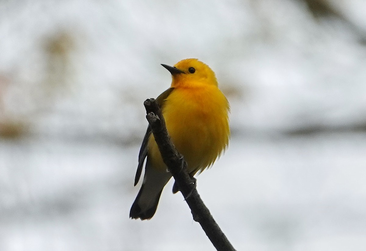 Prothonotary Warbler - Graham Rice