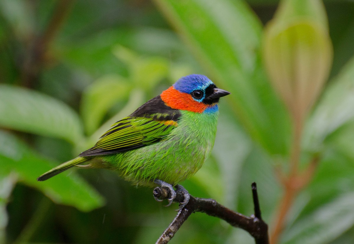 Red-necked Tanager - ML100525381